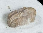 Kainops Raymondi Trilobite - Oklahoma #3129-3